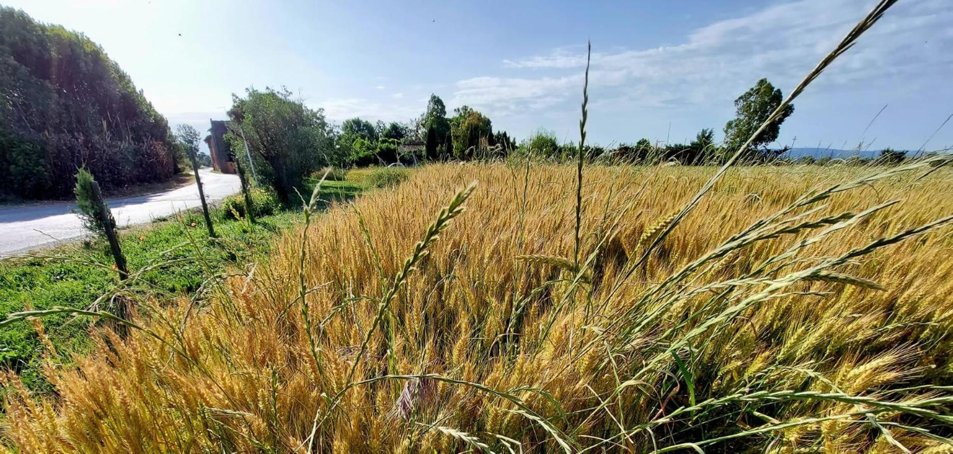 Il Cantuccio Cascina Exterior foto